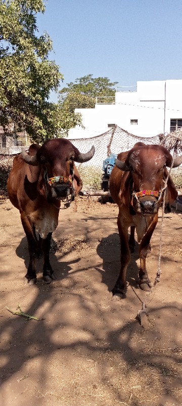 ગોઢલા વેંચવા ના...