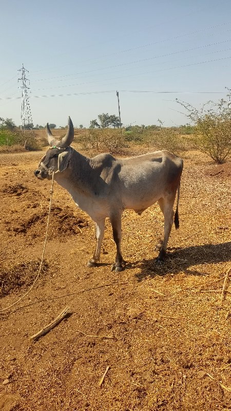 4 દાત થ્યૉ છે