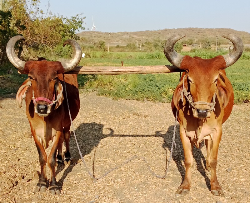 3 ધરના બળદ છે