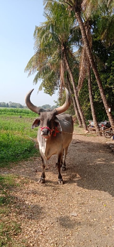 બરધ વેચવાનો છે