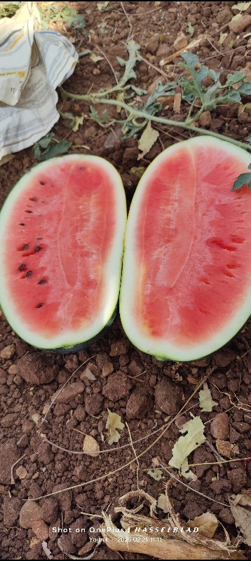 water melon