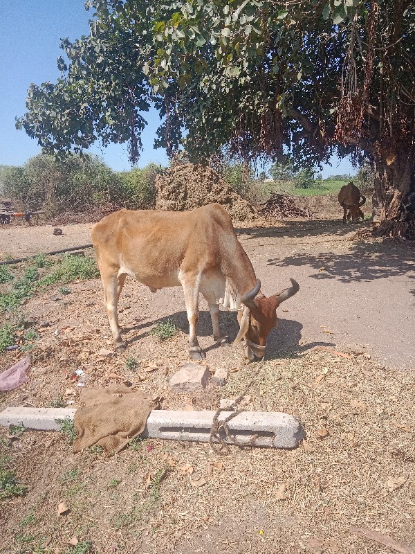 બળદ વેચવાનો છે