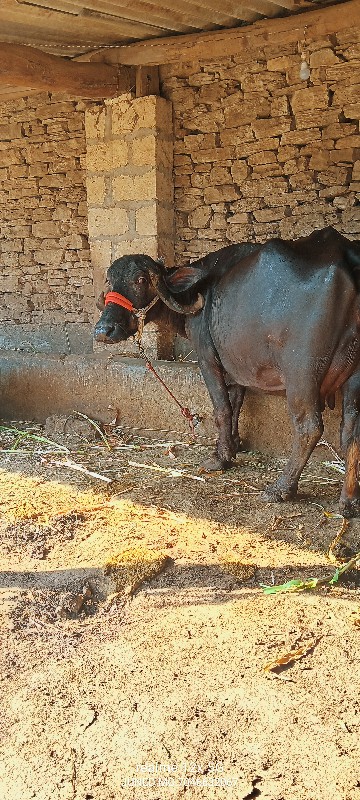 ભેંસ વેચવાની છે