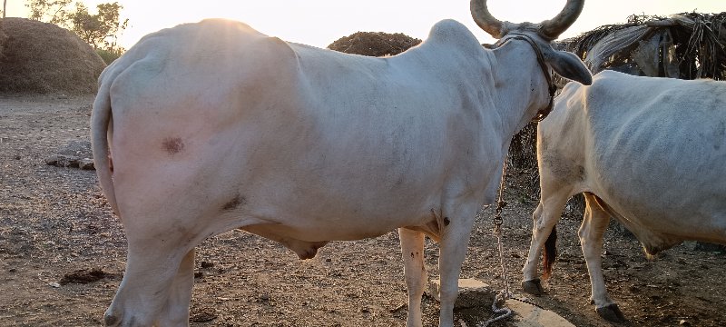 બળદ વેચવાના છે