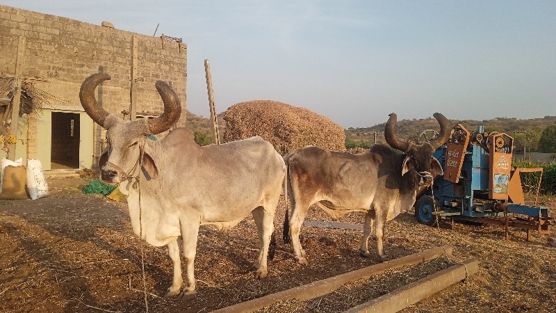 બળદ વેચવાના છે