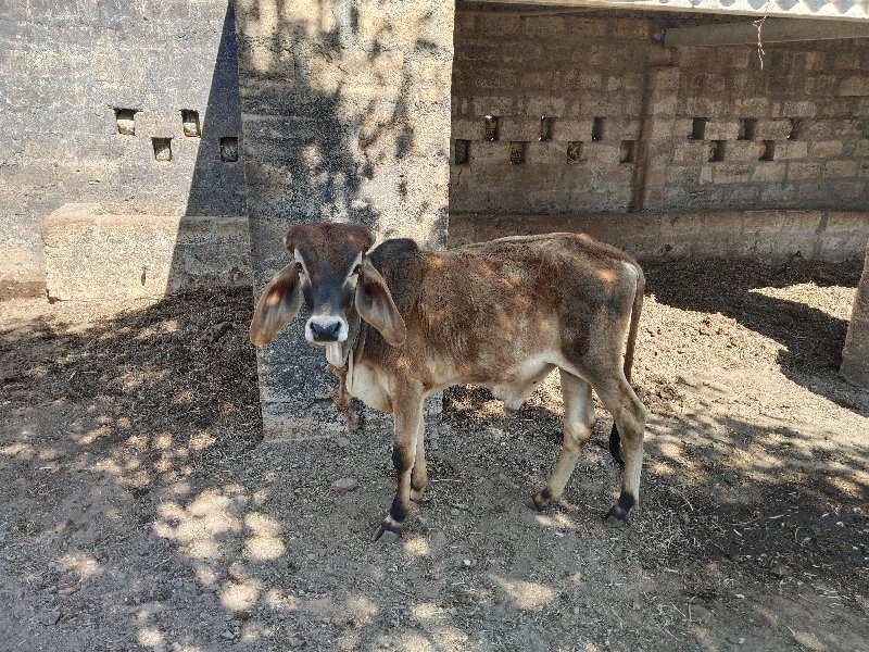 વાસડો દેવાનો છે