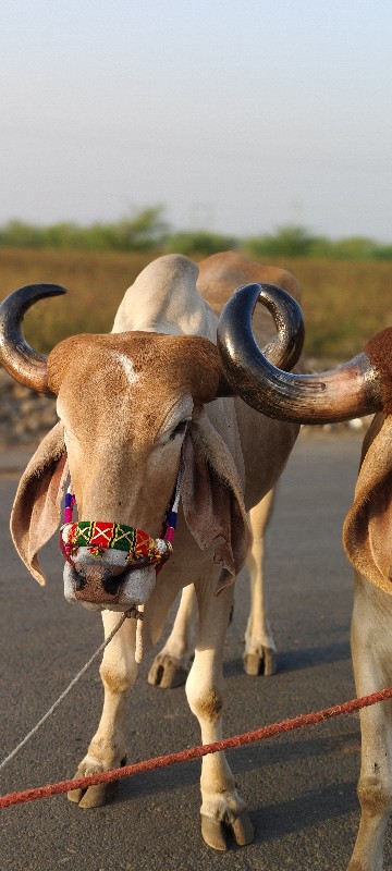 ફુલ જવાબદારીથી...