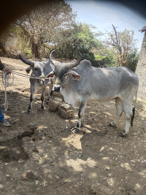 ગોધલા વેચવા ના...