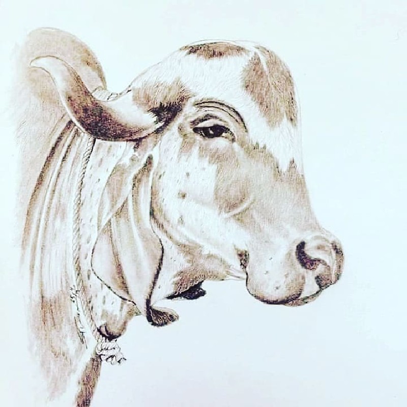 કોઈ ને ગાય 🐄 વા...