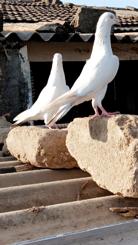 લાલઘુમ ચારનગસે...