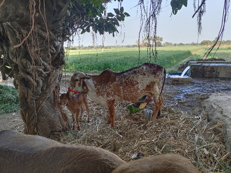 ગીર ગાય વેચવાની...