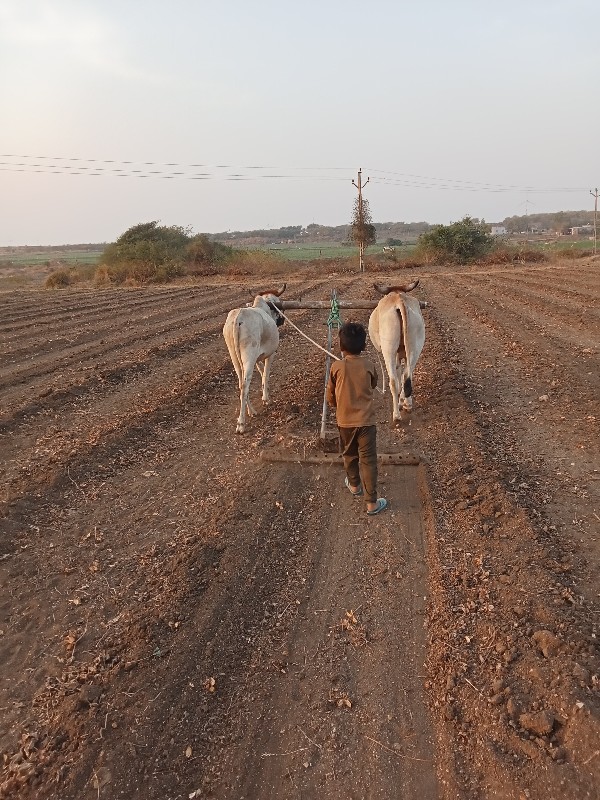 વેચવાના છે સાસો...