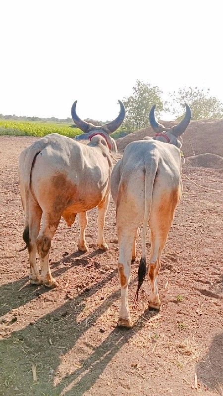 બળદ વેચવાના છે