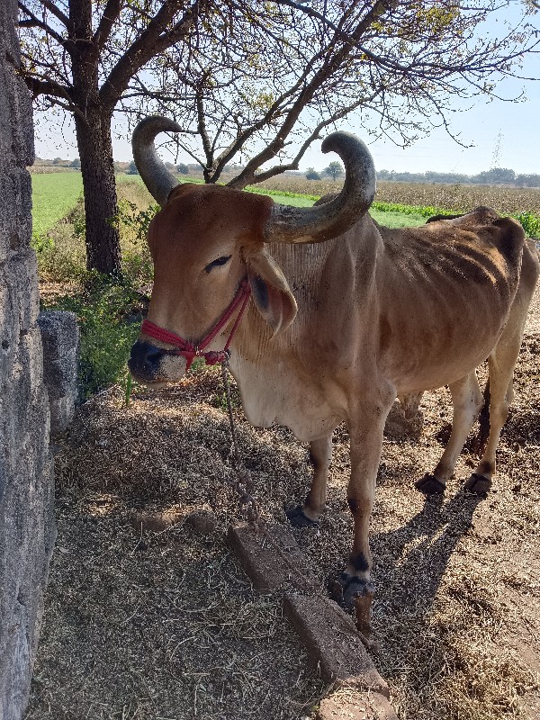 બળદ વેચવાના છે