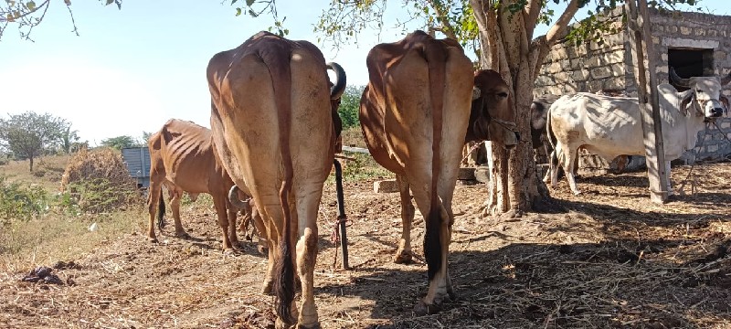 વેચવાના સે