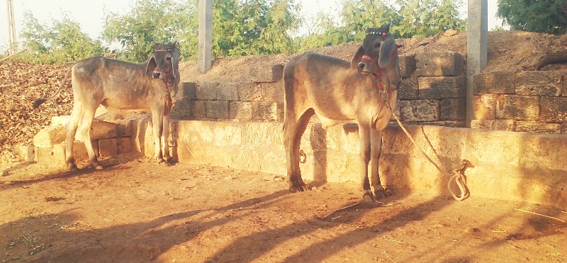 ગોઢલા વેસવાના છ...