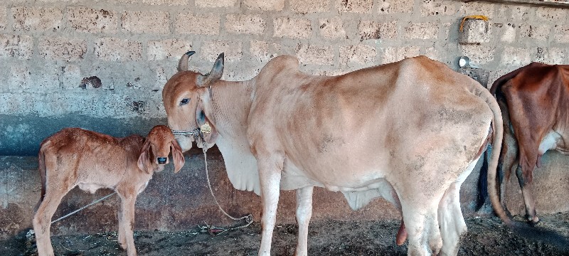 ગાય વેચવાની છે