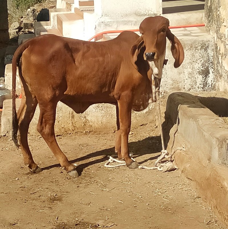 ઑરીજનલ ગીર વાછડ...