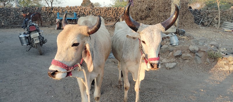 ગોઢલા વેશવાના છ...