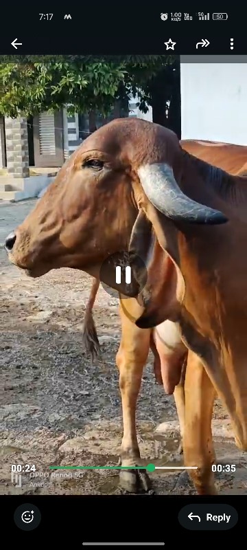 ગાય વેચવાની છે