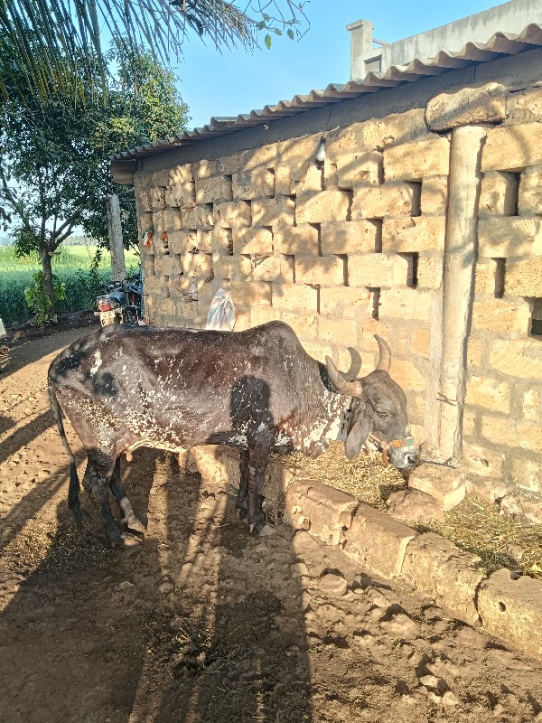 ગાય બેસવાની છે