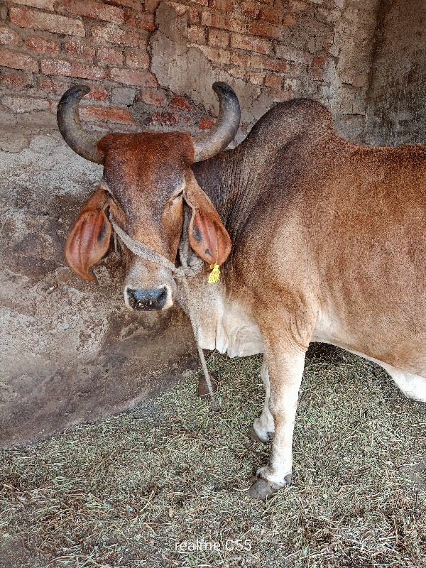 ગાર વેચવાની છે