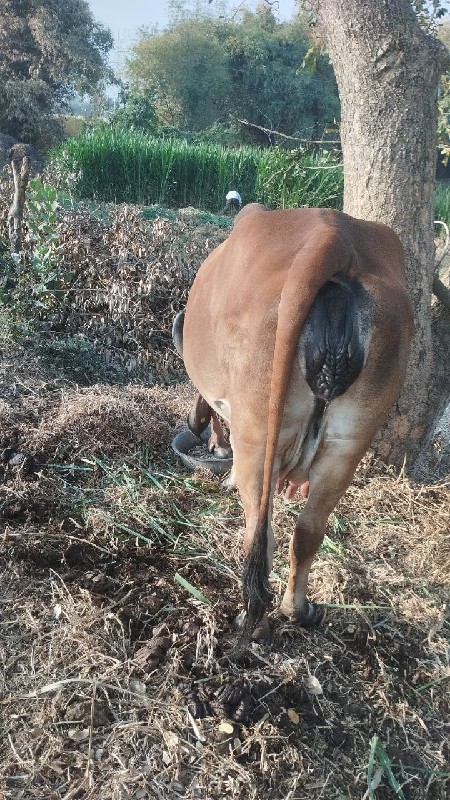 ગાય વેચવા ની છે