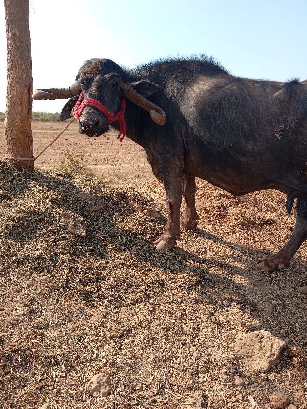 ભેસ.. વેચવાનીશે