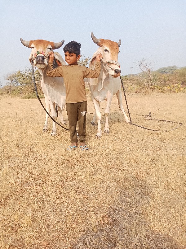 ગોદલા વેચવાના છ...