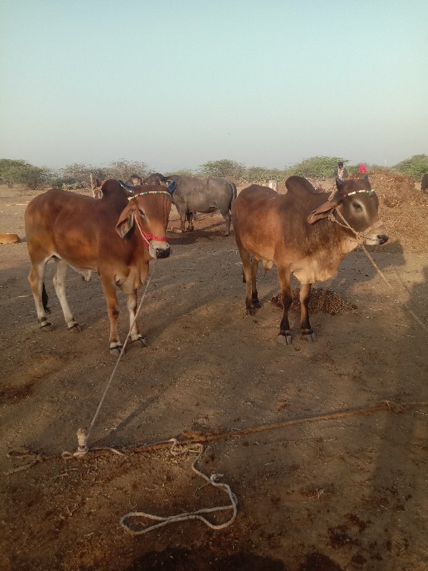 ગોદલા વેચવાના છ...