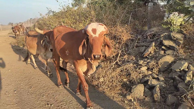 ગીર વાછડી વેચવા...