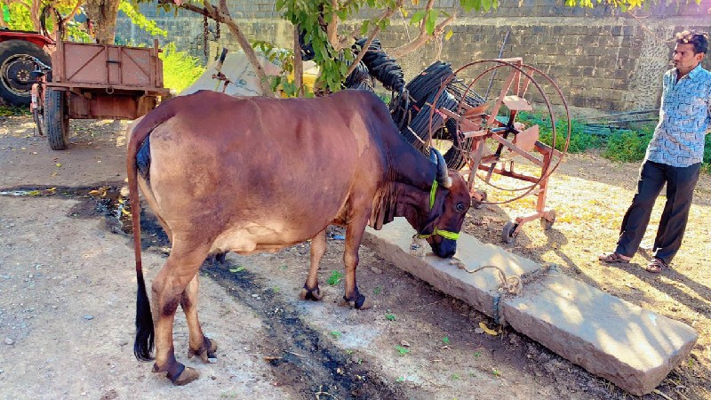 ગાય  વેચવાની છે...