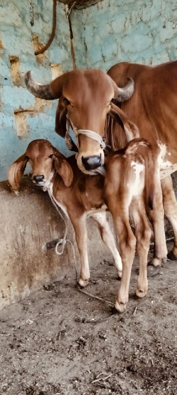 ગીર ગાય વેસવિ છ...