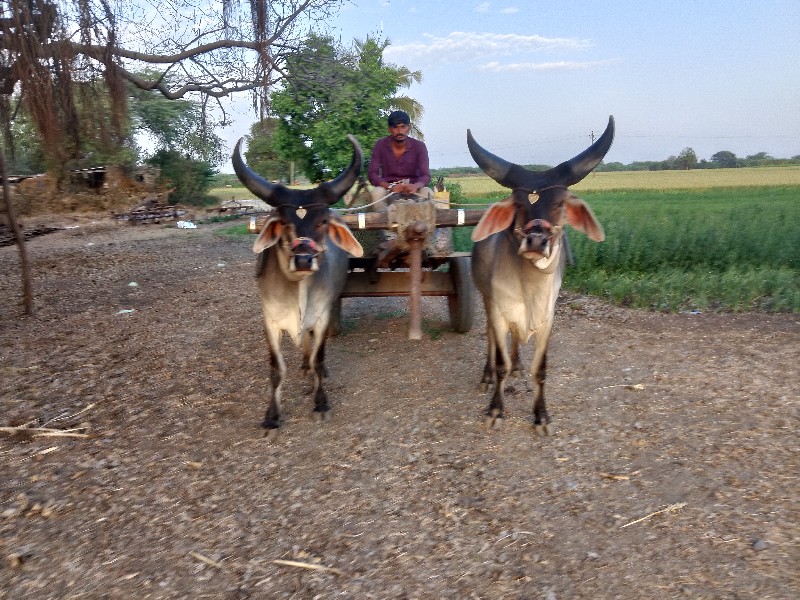 જાંબા બળદ વેચવા...