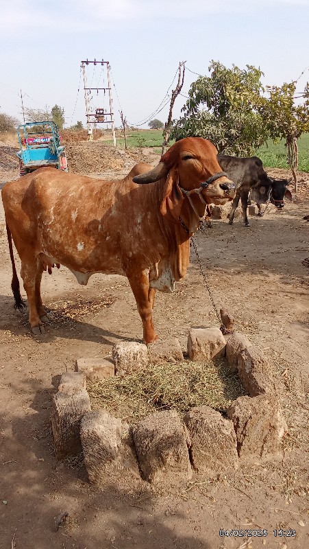 ગીર ગાય વેચવાની