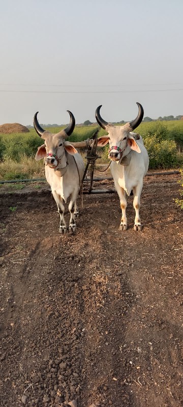 બળદ વેચવાના છે