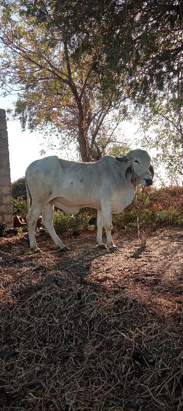 ગોઢલા