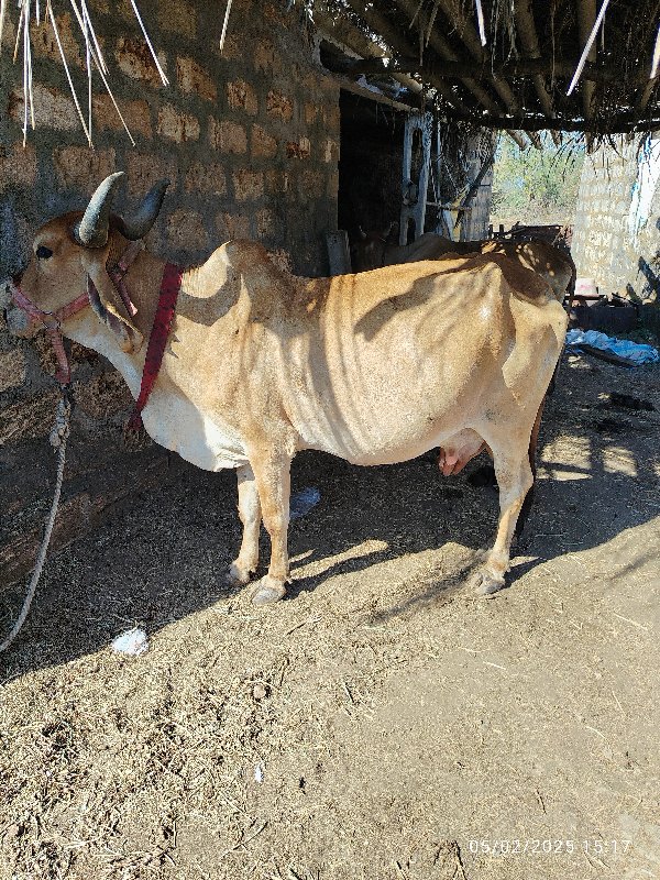 ગાય વેચવાની છે....