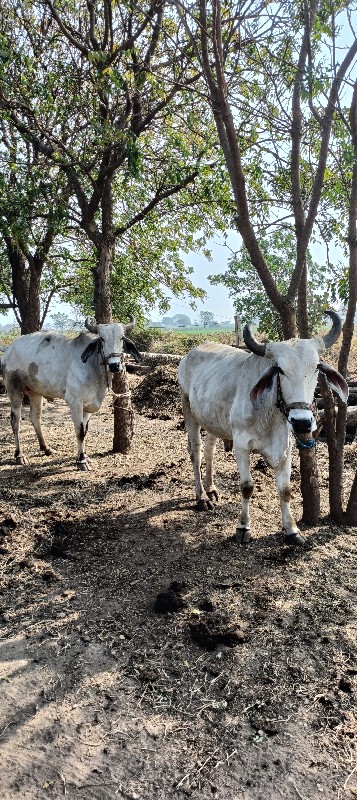 ગોઢલા