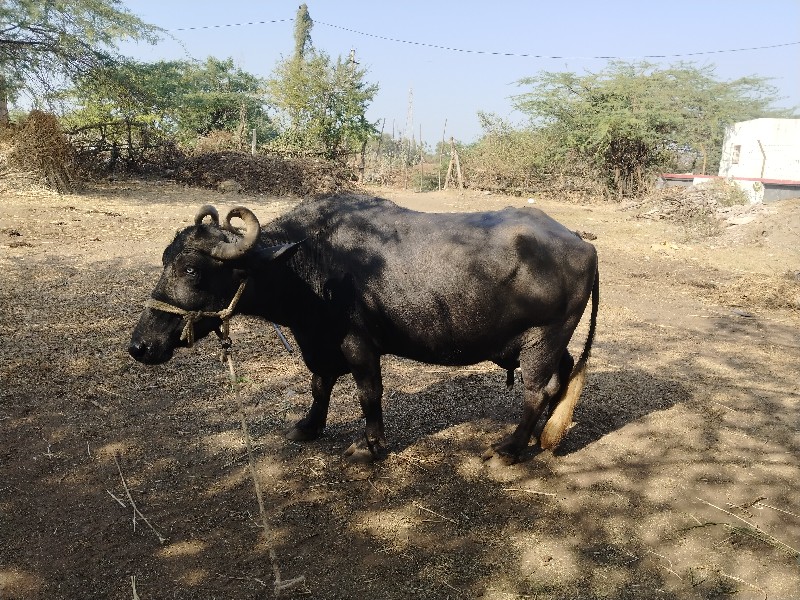 ચાર મહિનાનો ભાગ...