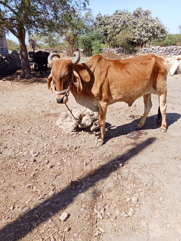 ઘોઢલા વેચવાના છ...