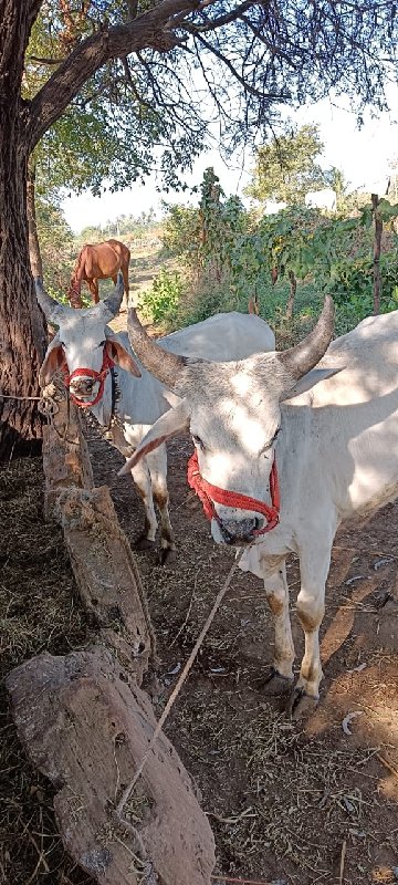 વઢીયારા વાસડા વ...