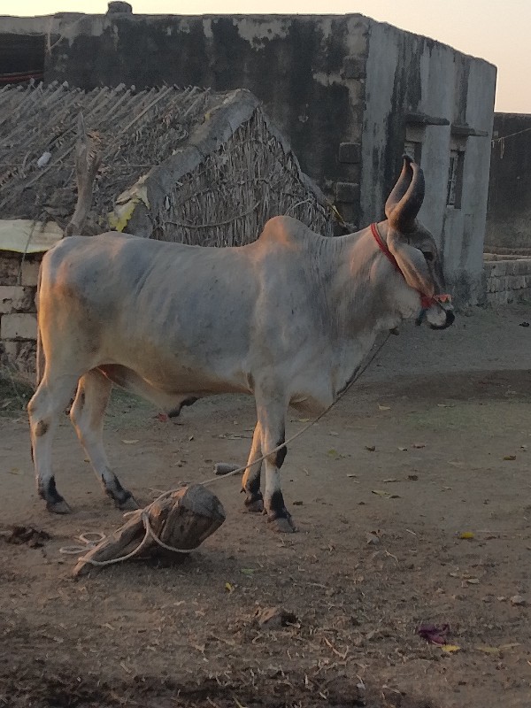 ભમરા ગામ