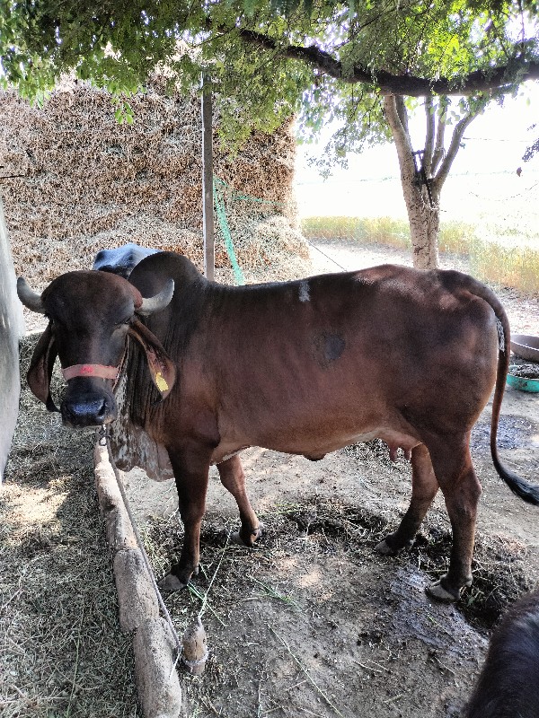 ગાય વેચવાની છે