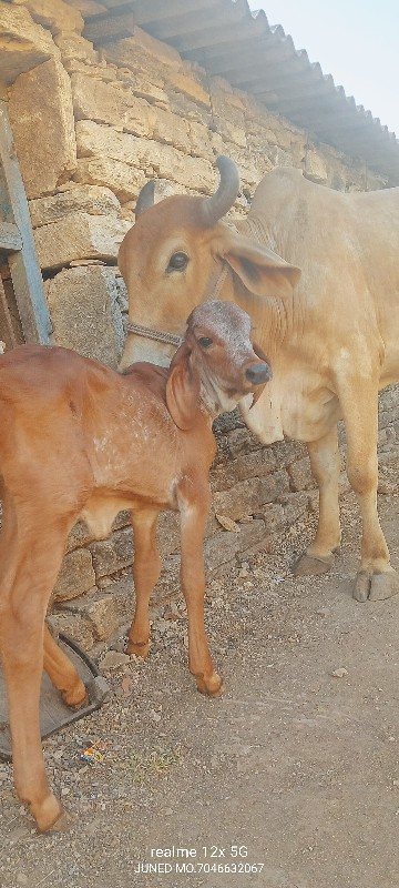 બે ગાયો વેચવાની...