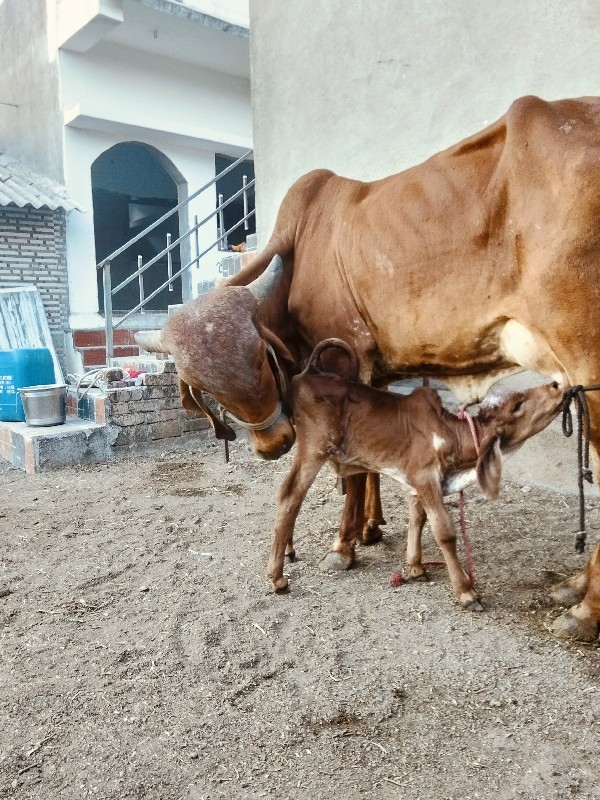 ગીરવોળકીવેસવાની...