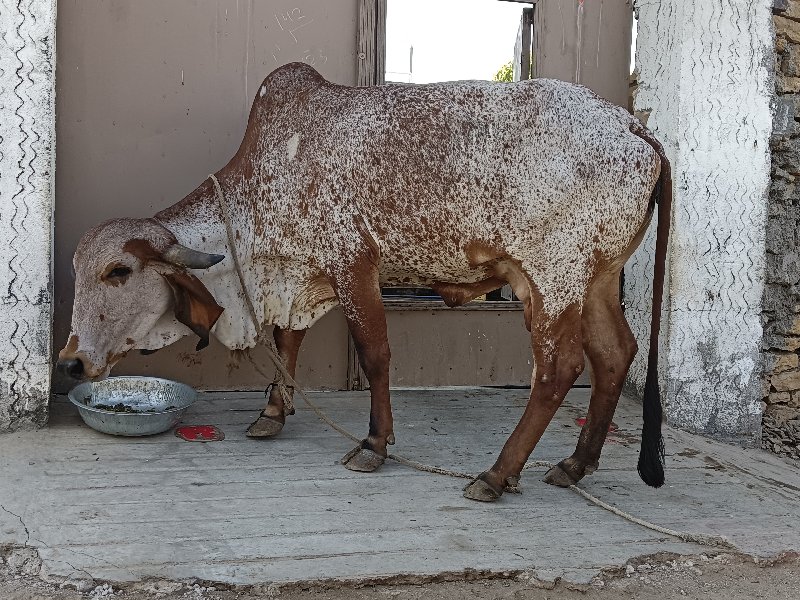 ગીર ગાય વેચવાની...