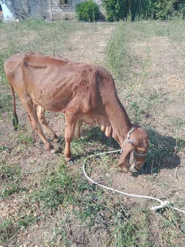 વાસ રિ દેવાનિસે