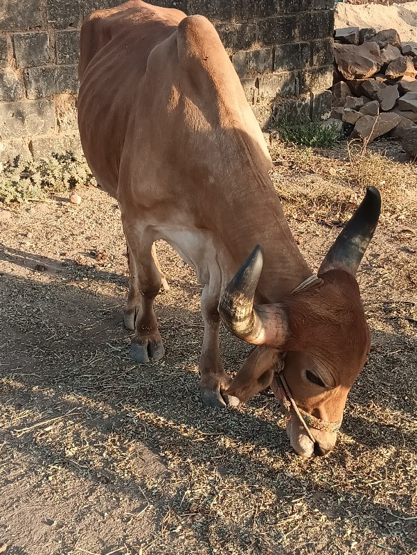 બરધ વેચવા ના છે