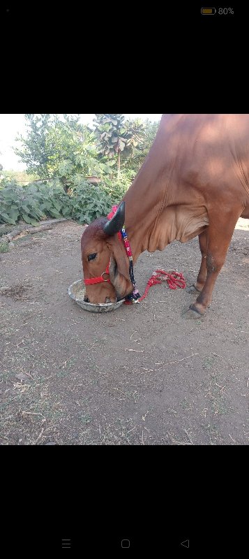 ગીર ગાય વેચવાની...